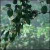 Image:Dof_softclip_example_icon__sm.png