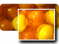 Thumbnail for version as of 23:55, 8 December 2006